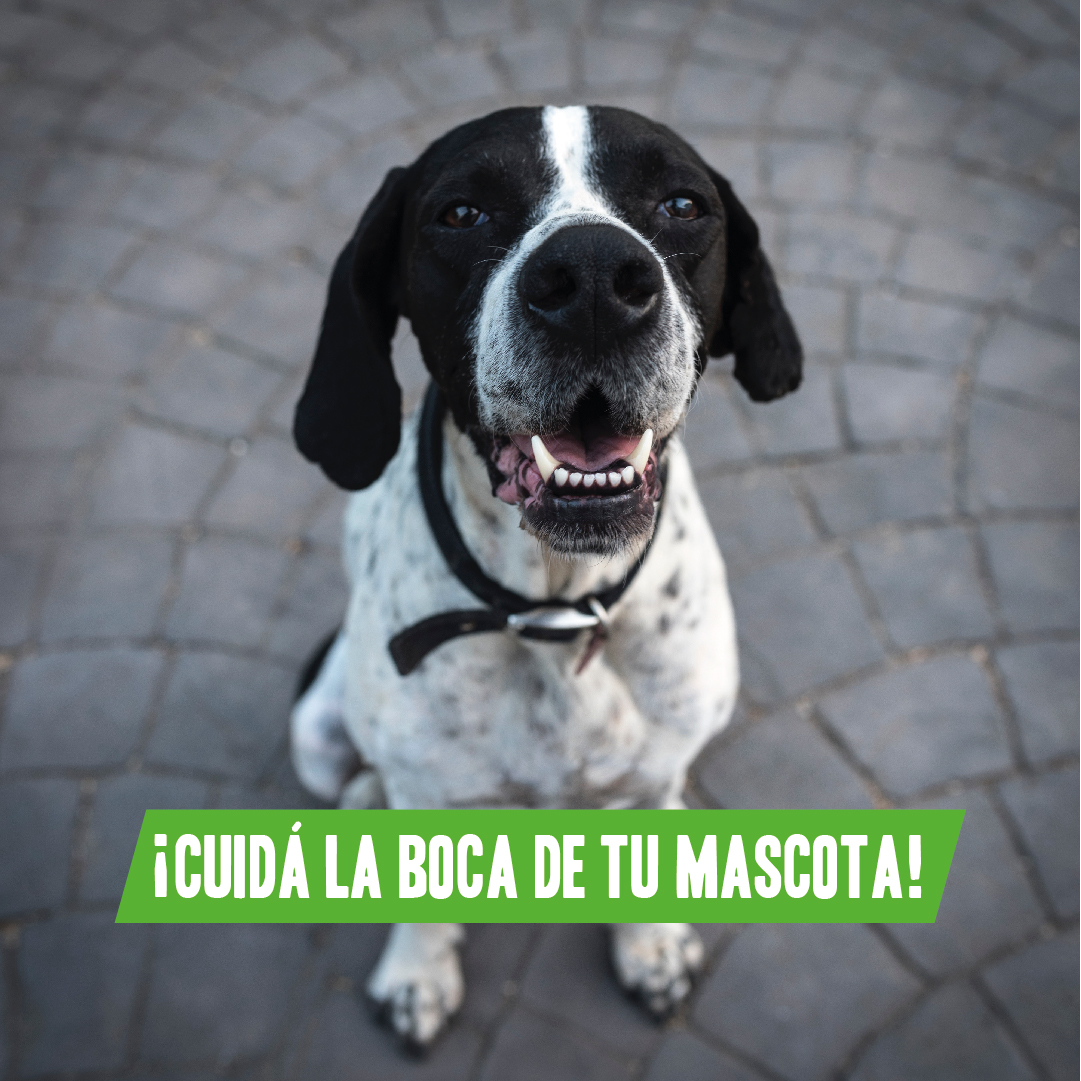 ¡Todo sobre el cuidado bucal de tu perro!